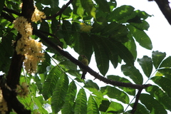 Nectariniidae