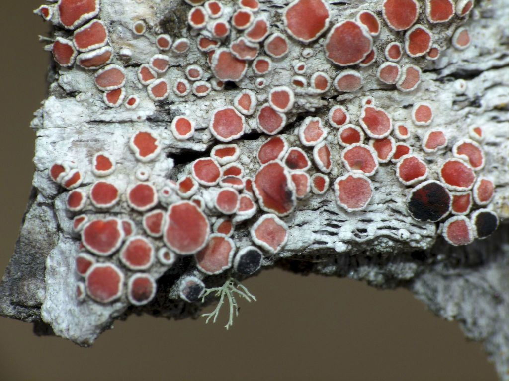 Haematomma babingtonii