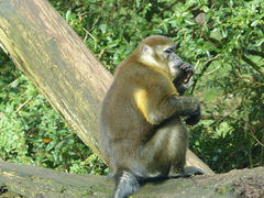Golden-Bellied Mangabey photo 2