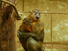 Golden-Bellied Mangabey photo 4