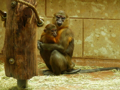 Golden-Bellied Mangabey photo 5