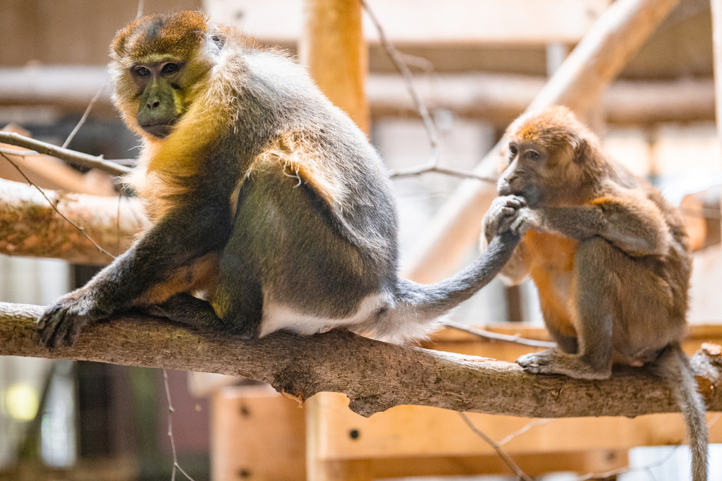 Golden-Bellied Mangabey