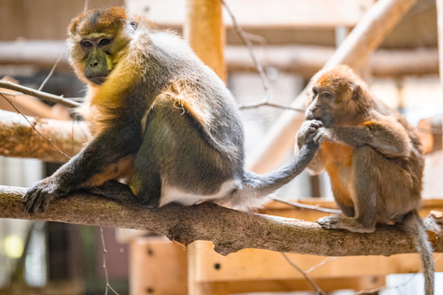 Golden-bellied Mangabey (Cercocebus chrysogaster) — Endangered Mammalia