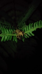 Cryptoderma formosense