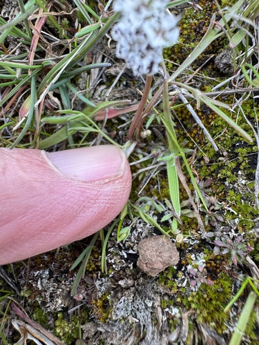 Image of Lomatium gormanii by no rights reserved