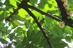 Anthreptes malacensis