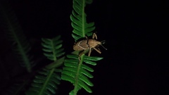 Cryptoderma formosense