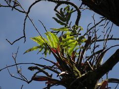 Serpocaulon sessilifolium