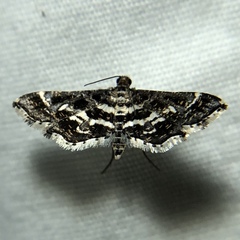 Diasemiopsis leodocusalis