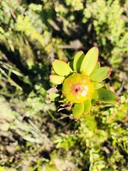 Leucadendron elimense elimense