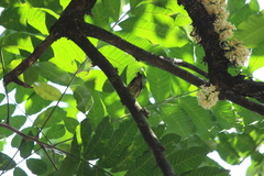 Anthreptes malacensis