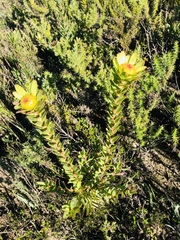 Leucadendron elimense elimense