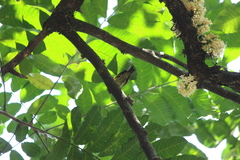 Anthreptes malacensis