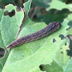 Lagium atroviolaceum