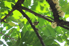 Anthreptes malacensis
