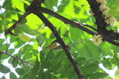 Anthreptes malacensis