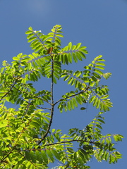 Toxicodendron striatum