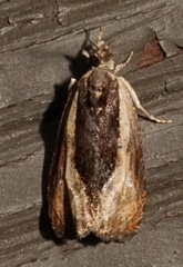 Olethreutes nigranum