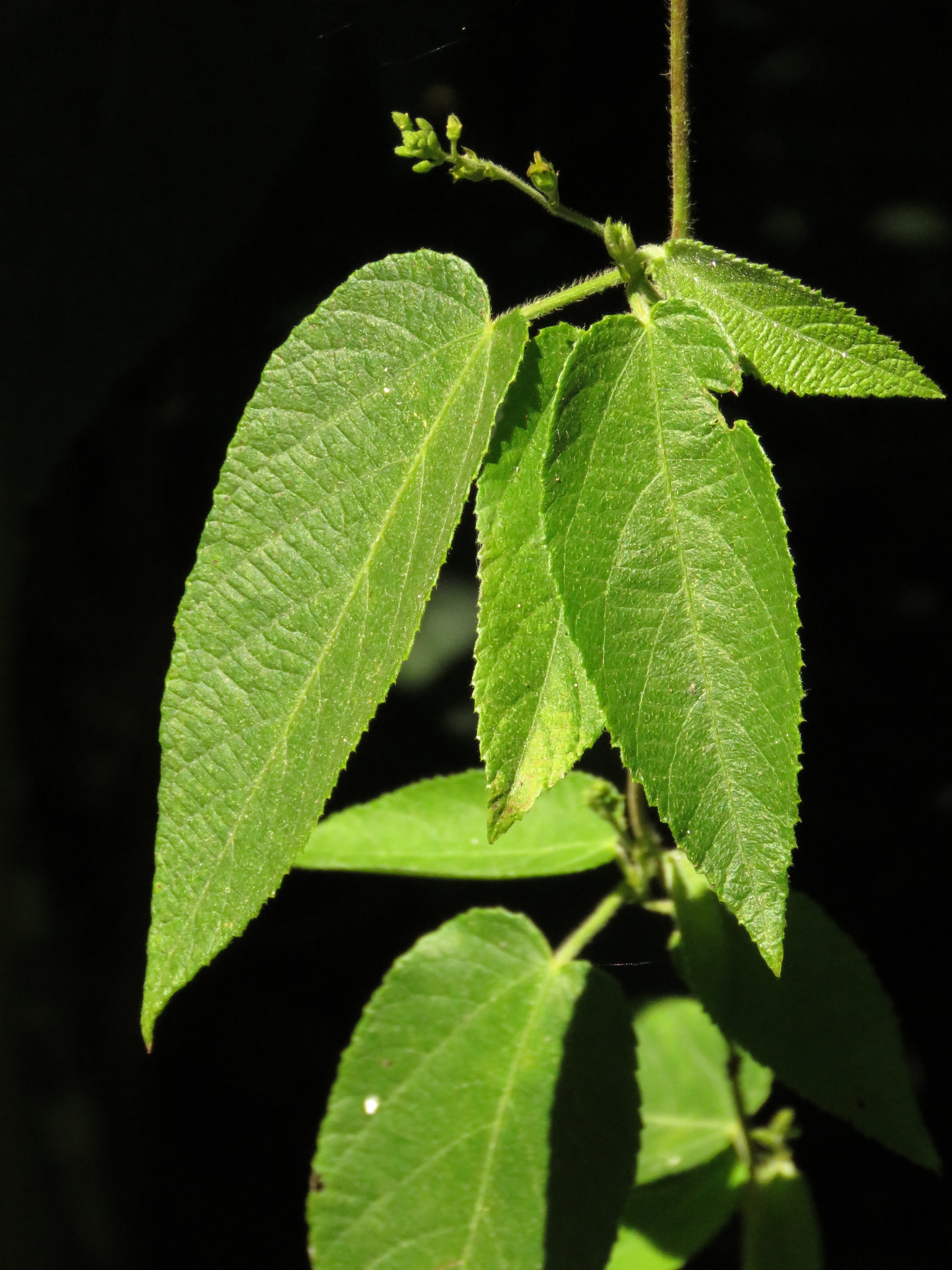 Tragia volubilis