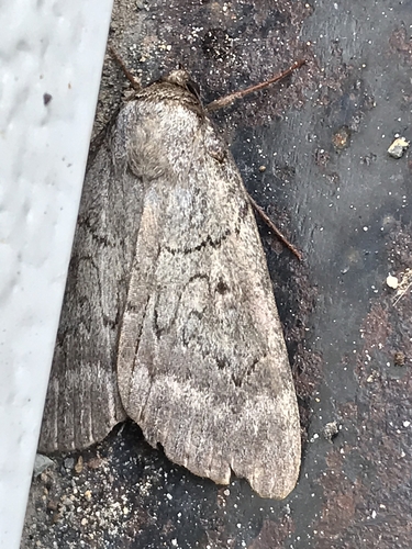 Serene Underwing photo 6