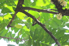 Anthreptes malacensis