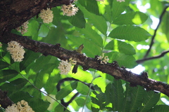 Anthreptes malacensis