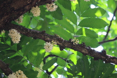 Anthreptes malacensis