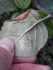 Callisto denticulella