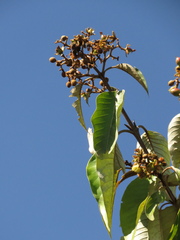 Vismia baccifera