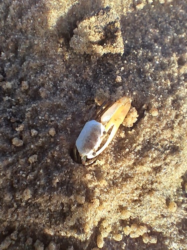 Thin-fingered Fiddler Crab