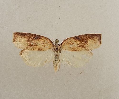 iNaturalist observation photo of Butterflies and Moths