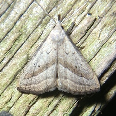 Macrochilo hypocritalis