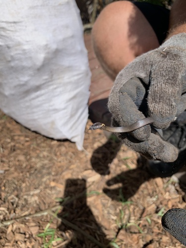 Golden-crowned Snake sighting