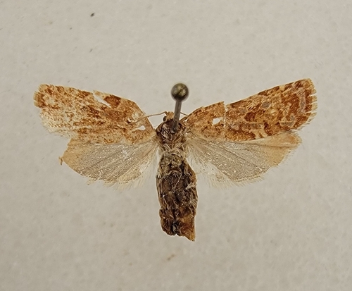 iNaturalist observation photo of Archipini
