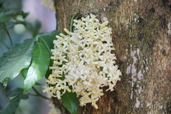 Dysoxylum cauliflorum
