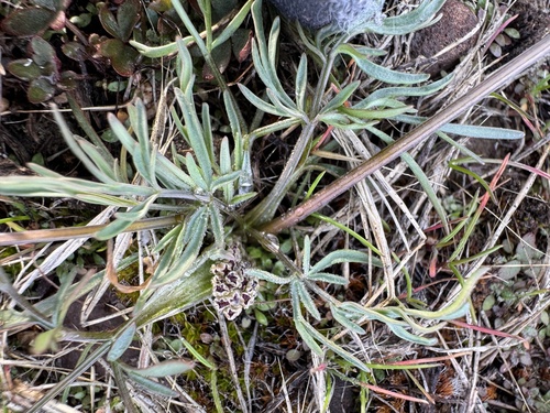 Image of Lomatium gormanii by no rights reserved