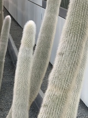 Cleistocactus strausii