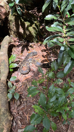 Coastal Carpet Python sighting