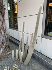Cleistocactus strausii