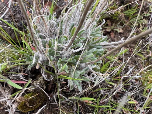 Image of Erigeron poliospermus by no rights reserved