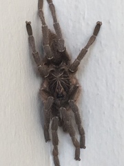 Harpactira
