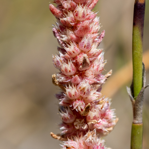 Crassula colorata