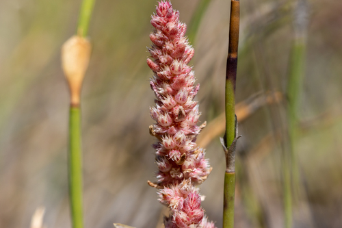 Crassula colorata