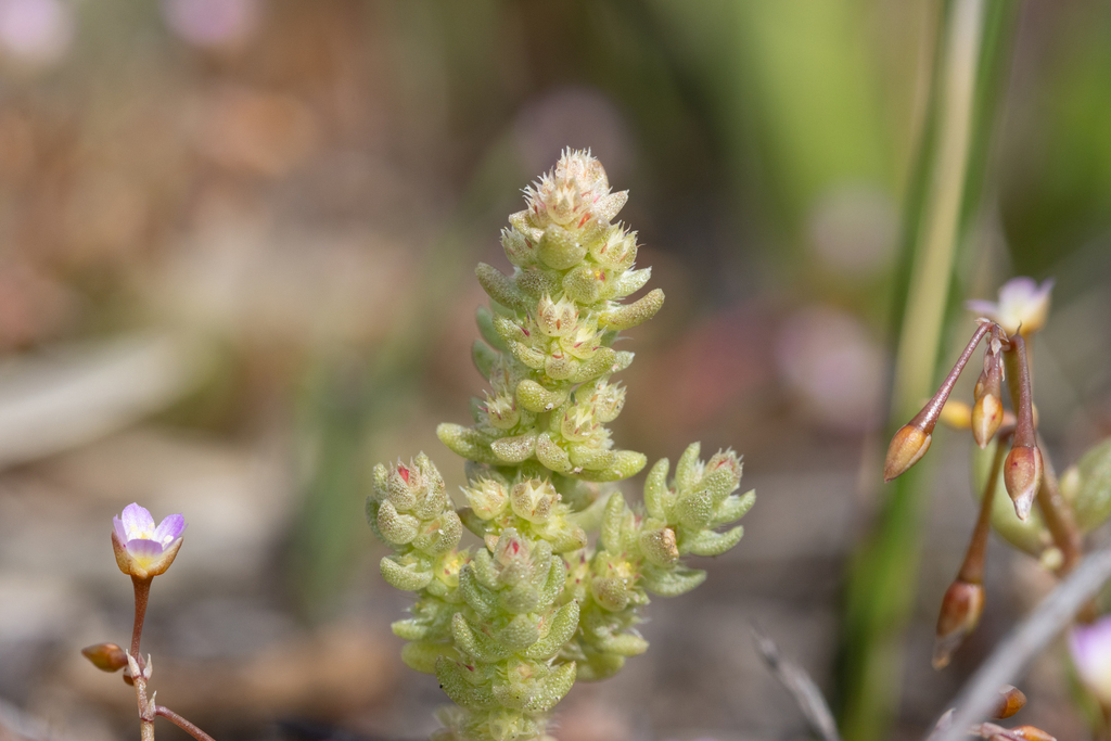 Crassula colorata