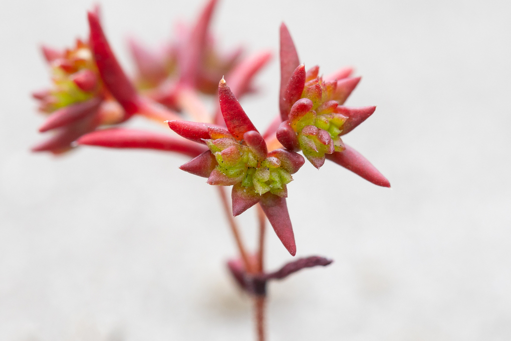 Crassula glomerata 2
