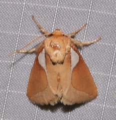 Prolimacodes trigona