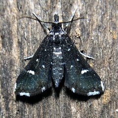 Diasemiodes nigralis