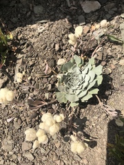 Physaria didymocarpa