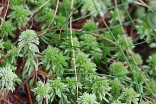 Image of Five-ranked Bogmoss by (c) ikelman, some rights reserved (CC BY)