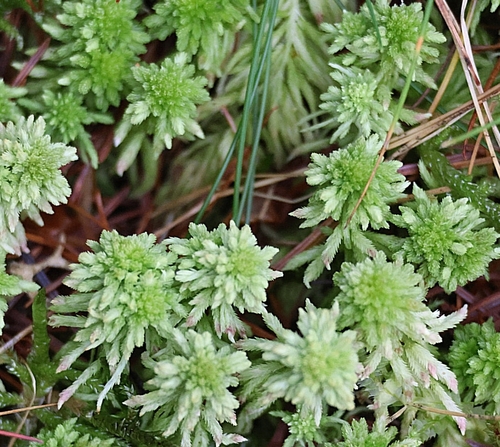 Image of Five-ranked Bogmoss by (c) ikelman, some rights reserved (CC BY)